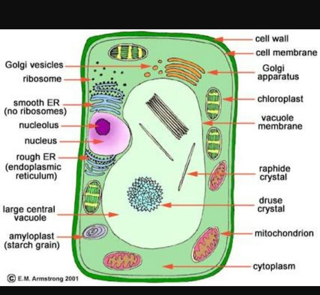 Plant Cell Drawing With Labels At GetDrawings Free Download