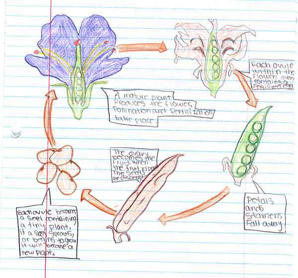 plant life drawing