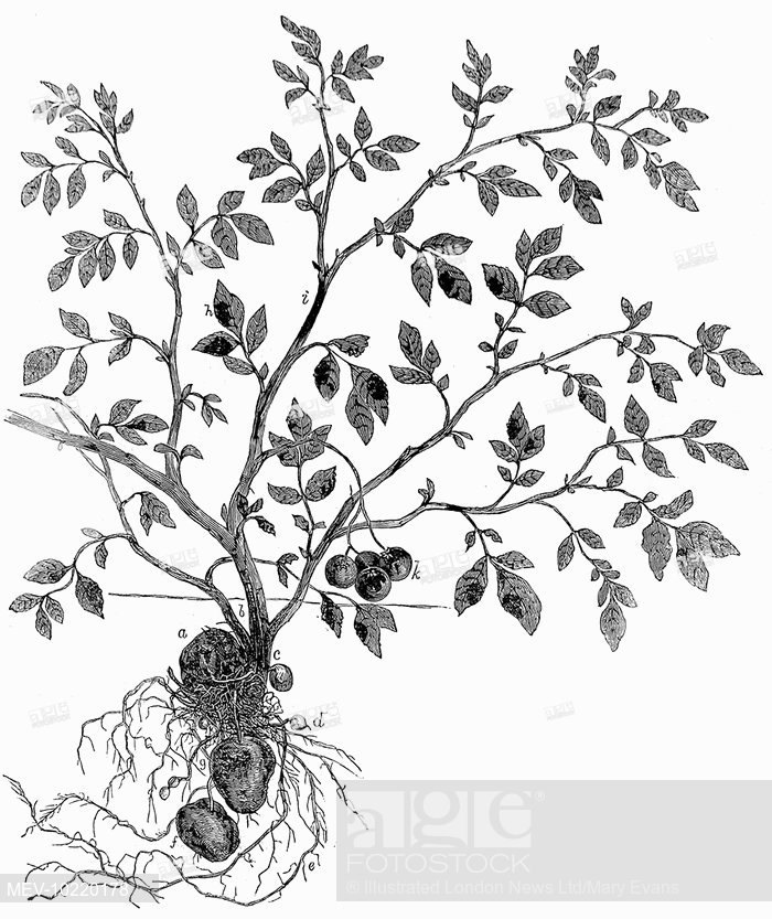 Potato Plant Drawing at GetDrawings | Free download