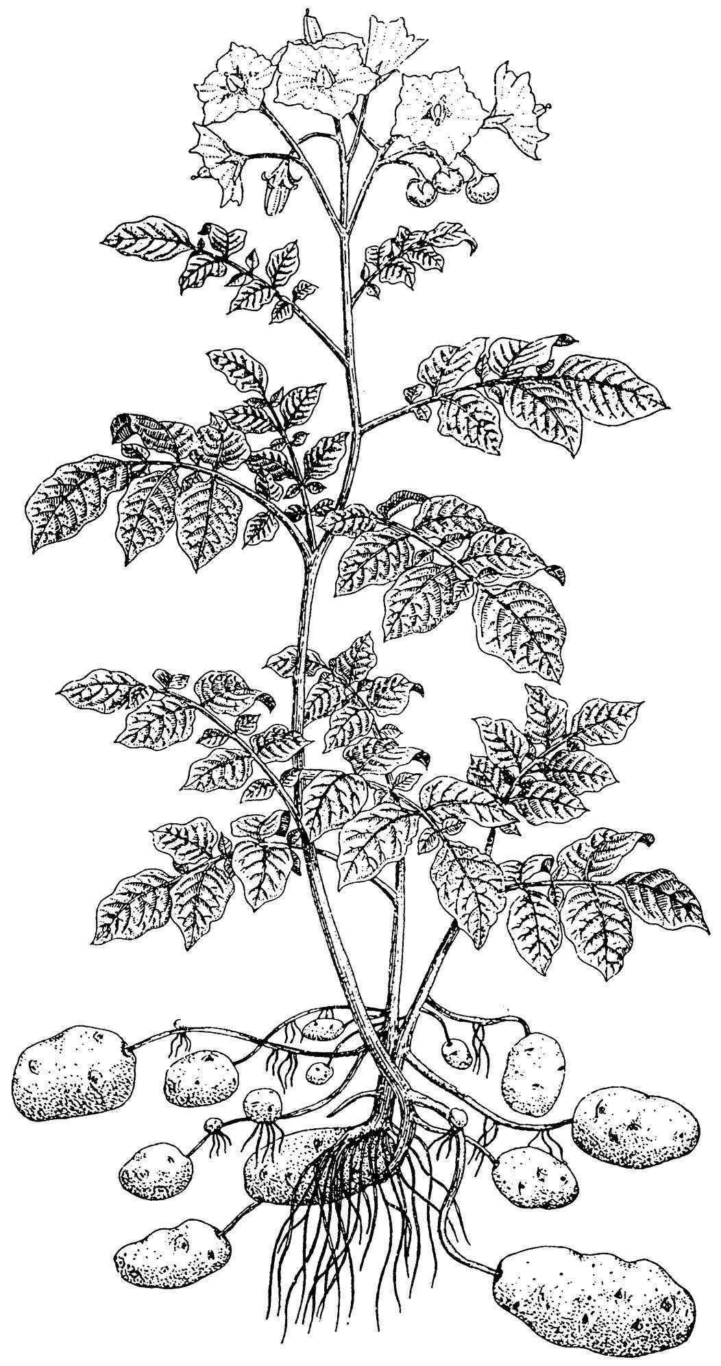 Potato Plant Drawing at GetDrawings Free download