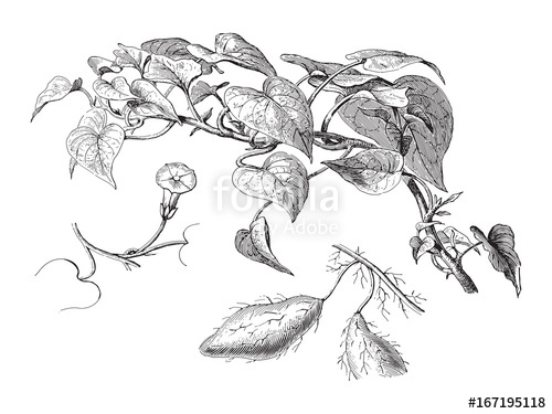 Potato Plant Drawing at GetDrawings | Free download