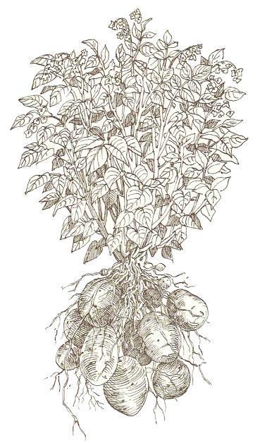 potato-plant-drawing-at-getdrawings-free-download