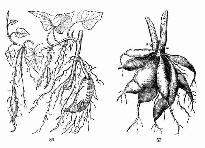 Potato Plant Drawing at GetDrawings | Free download