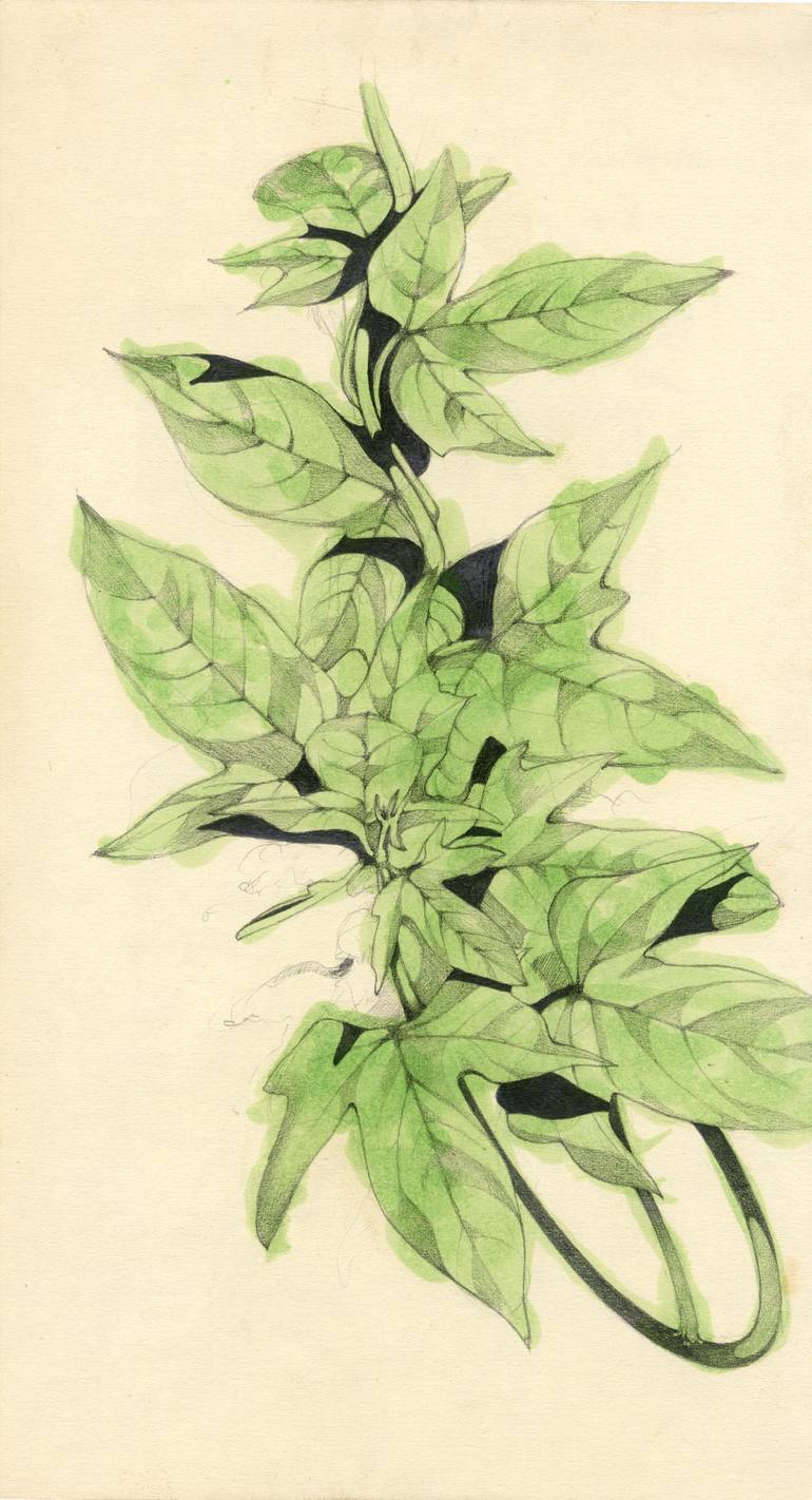 Potato Plant Drawing at GetDrawings | Free download