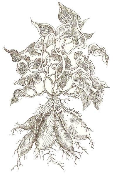 potato-plant-drawing-at-getdrawings-free-download