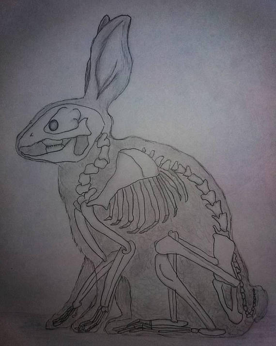 Rabbit Skeleton Drawing at GetDrawings Free download