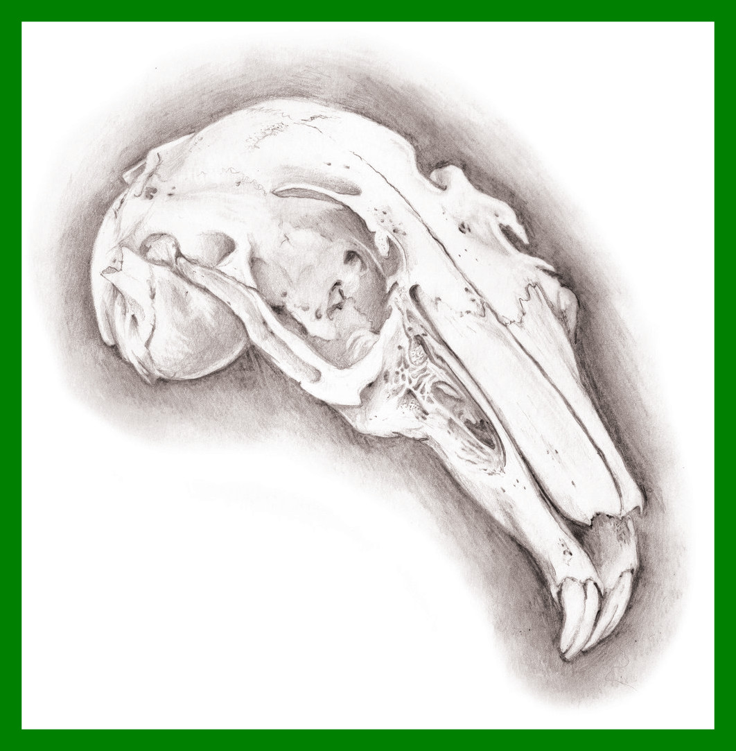 Rabbit Skull Drawing at GetDrawings | Free download