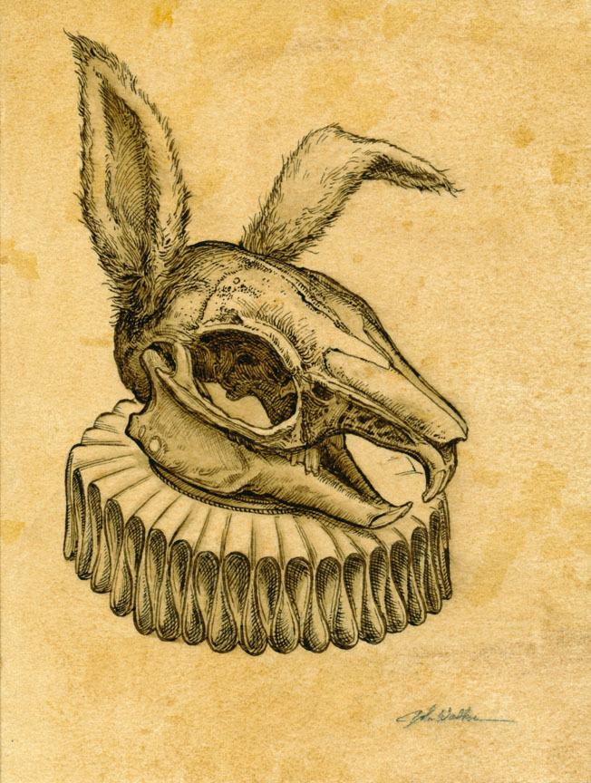 Rabbit Skull Drawing at GetDrawings Free download