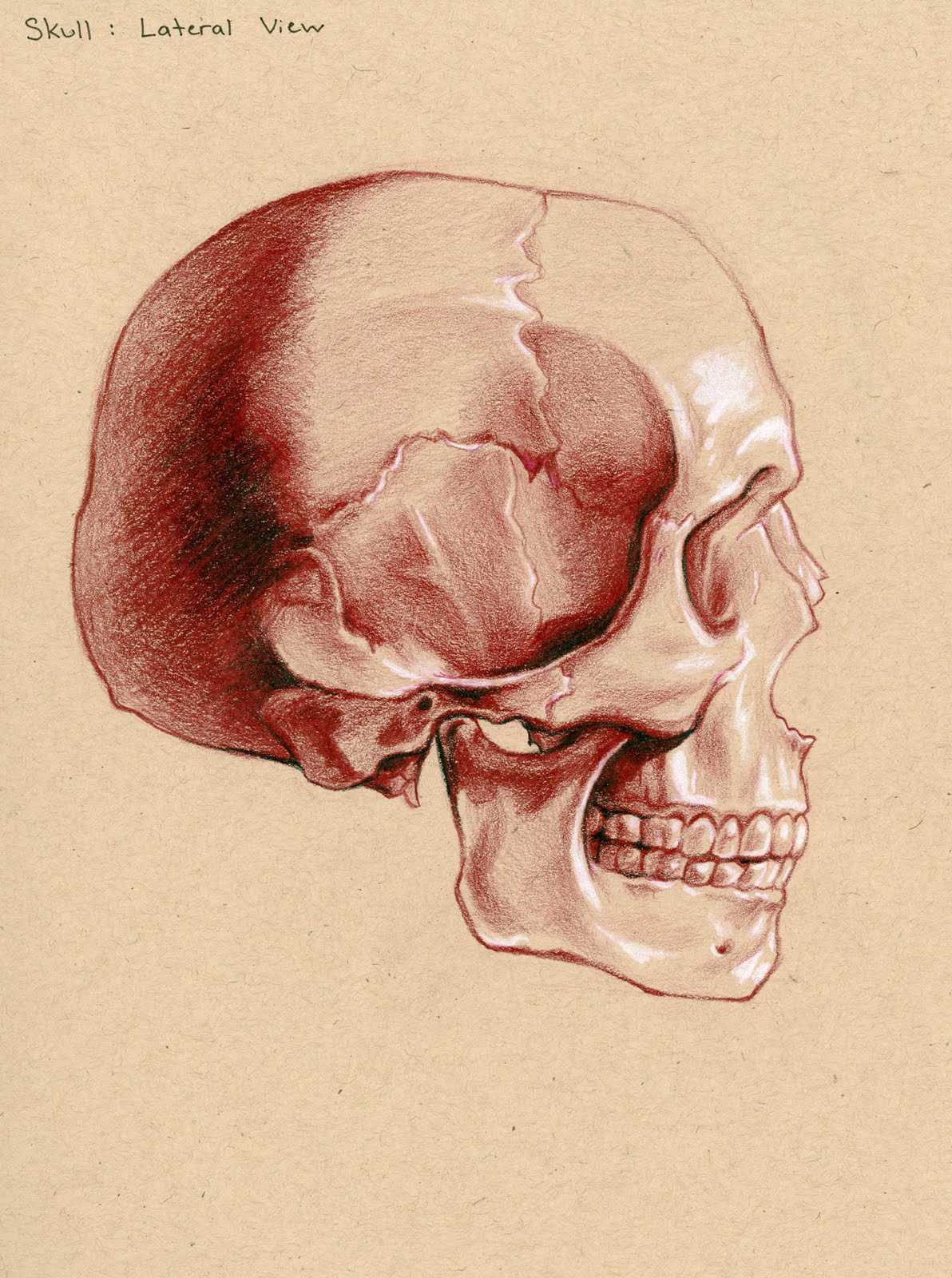 Кости черепа Баммес