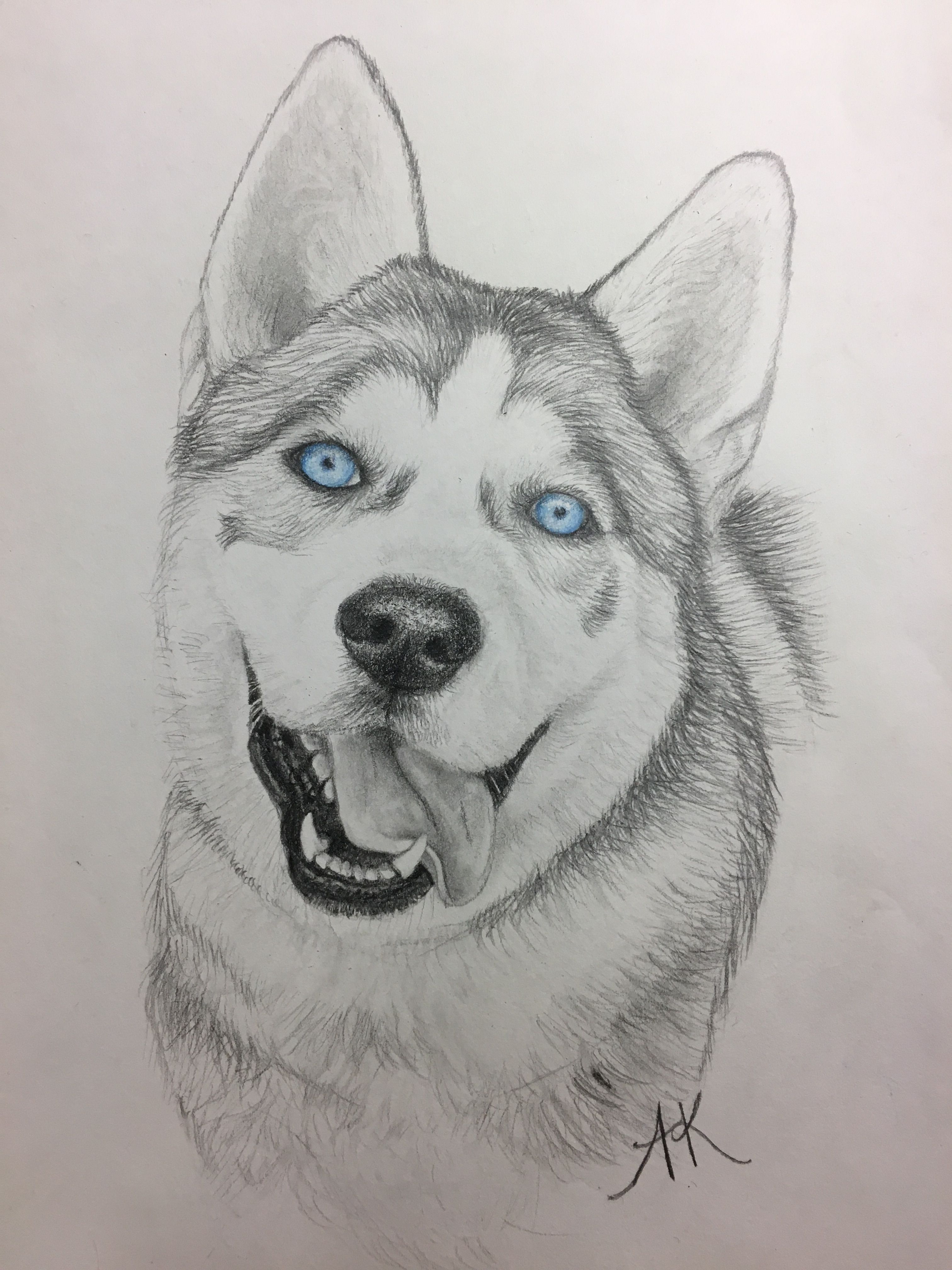 Realistic Husky Drawing at GetDrawings Free download