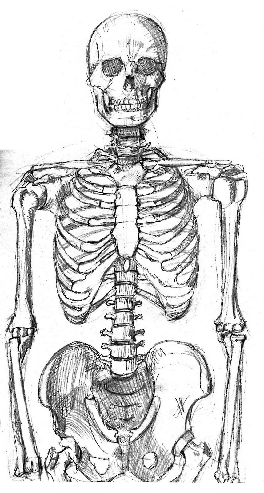 skeleton sketch drawings