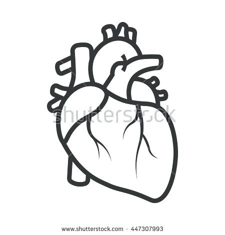 simple anatomical heart drawing