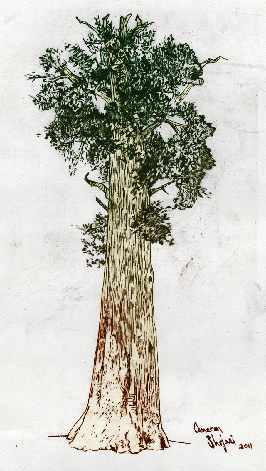 Simple Sequoia Tree Drawing at GetDrawings Free download