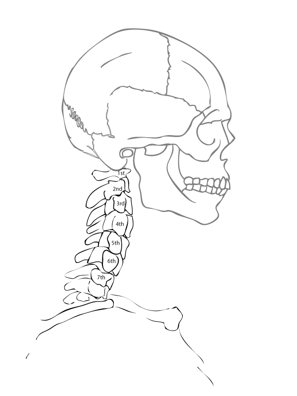 Simple Spine Drawing at GetDrawings Free download