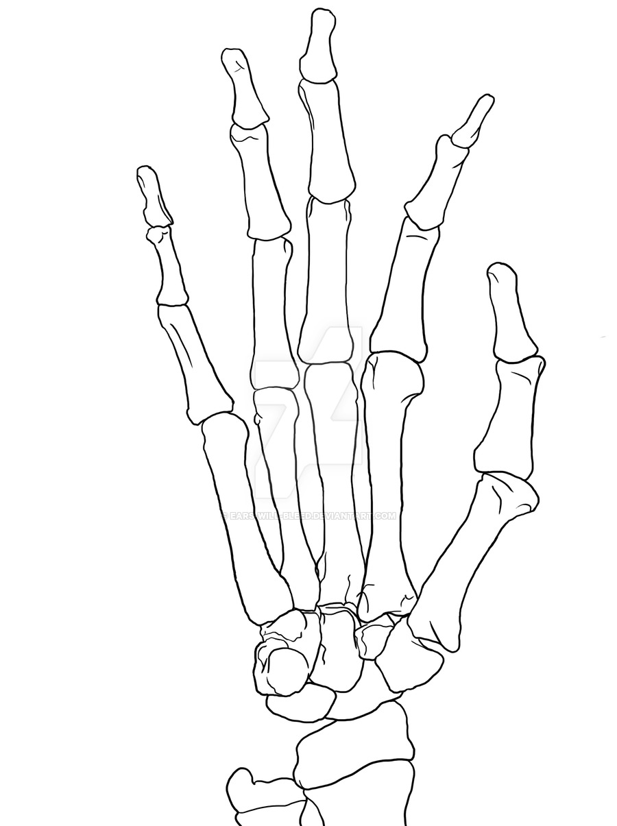 Realistic Skeleton Drawing at GetDrawings Free download