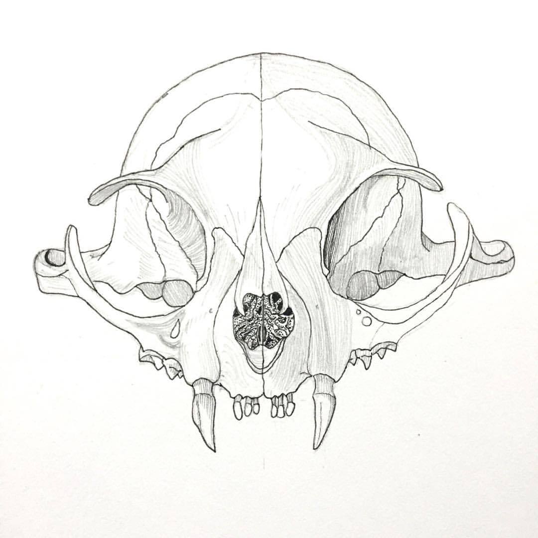 Skull Teeth Drawing at GetDrawings Free download