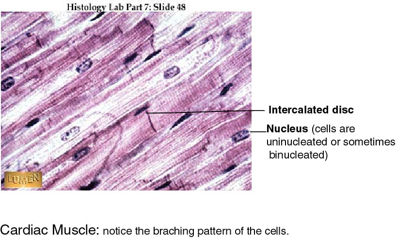 Smooth Muscle Drawing at GetDrawings | Free download