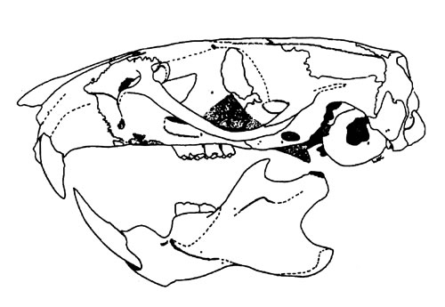 Snake Head Drawing Side View At Getdrawings 