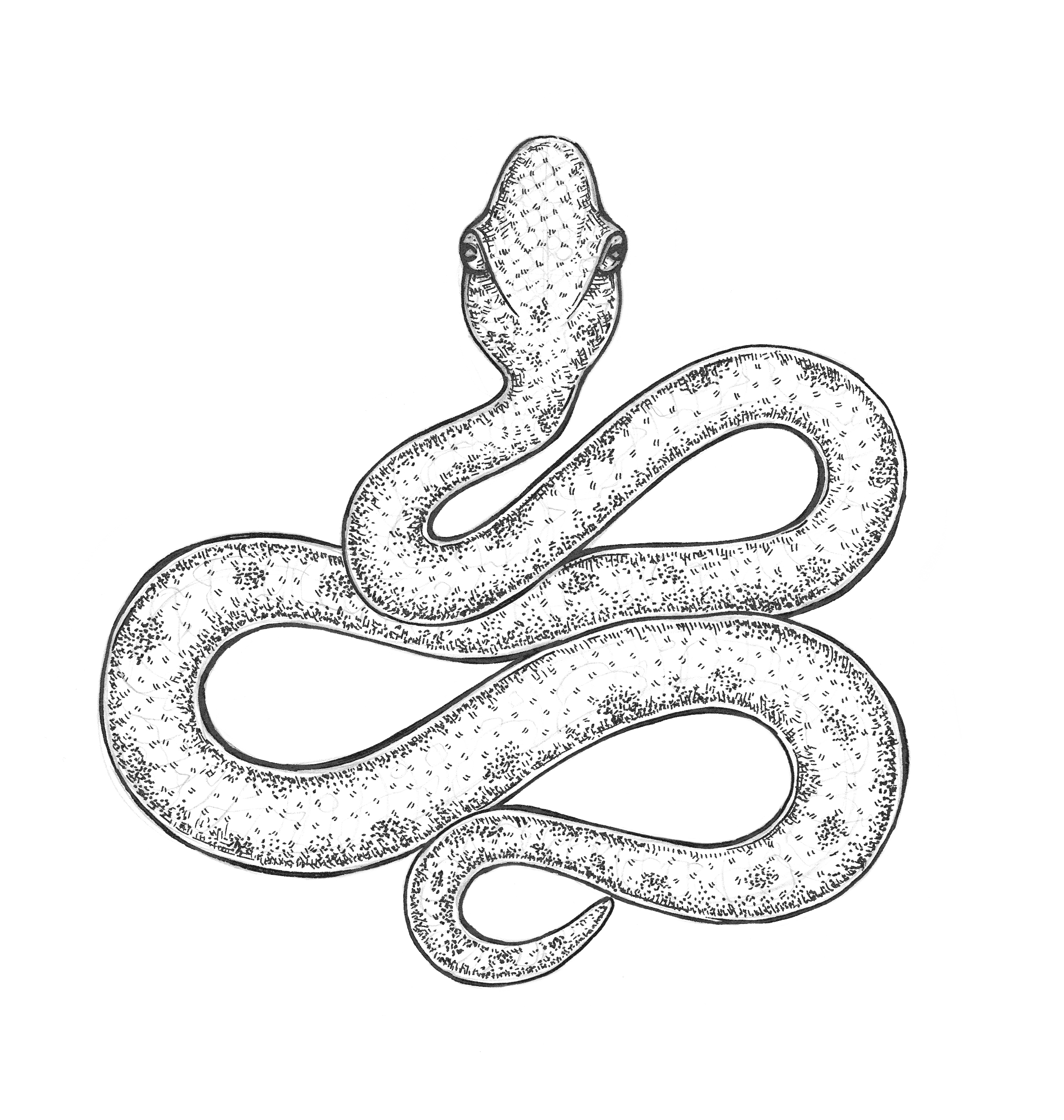 Snake Drawing : Viper Snake Drawing at GetDrawings | Free download