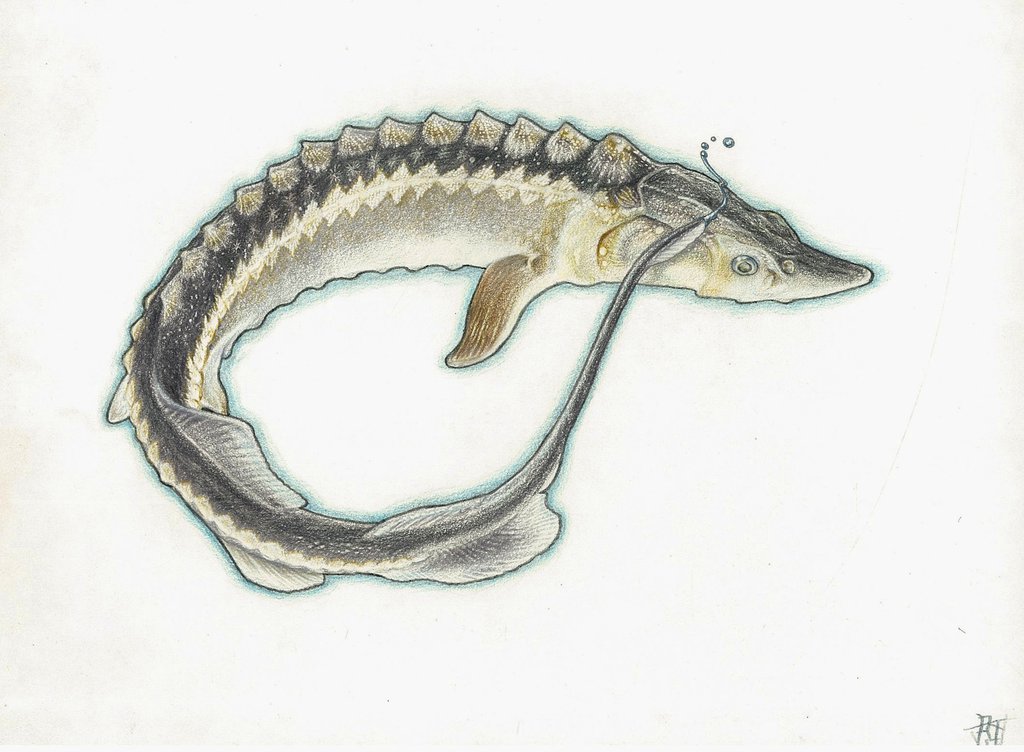 Sturgeon Drawing at GetDrawings Free download