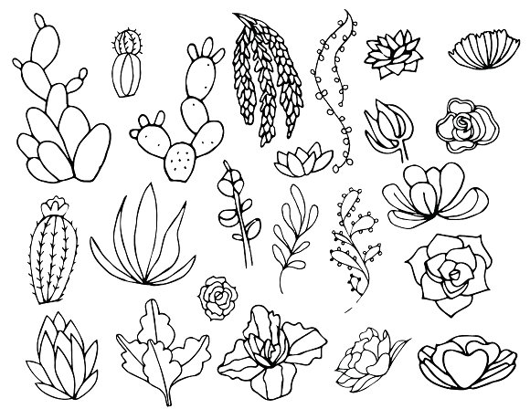Succulent Line Drawing at GetDrawings | Free download