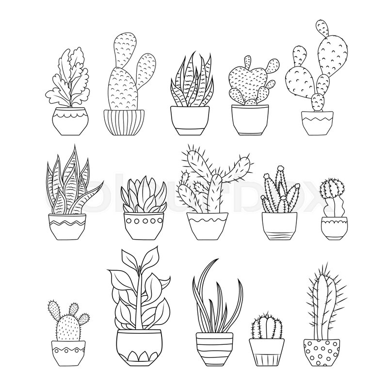 Succulent Line Drawing at GetDrawings Free download