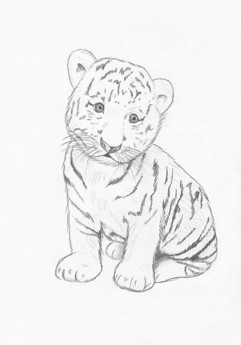 Tiger Drawing Easy at GetDrawings | Free download