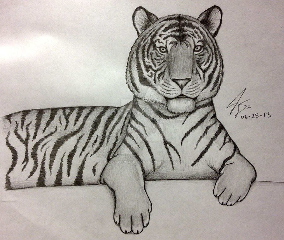 Tiger Pencil Drawing Images at GetDrawings Free download