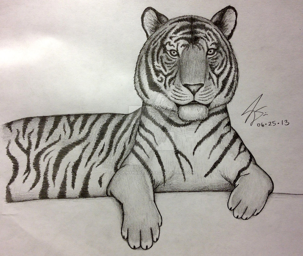 Tiger Pencil Drawing Images at GetDrawings | Free download