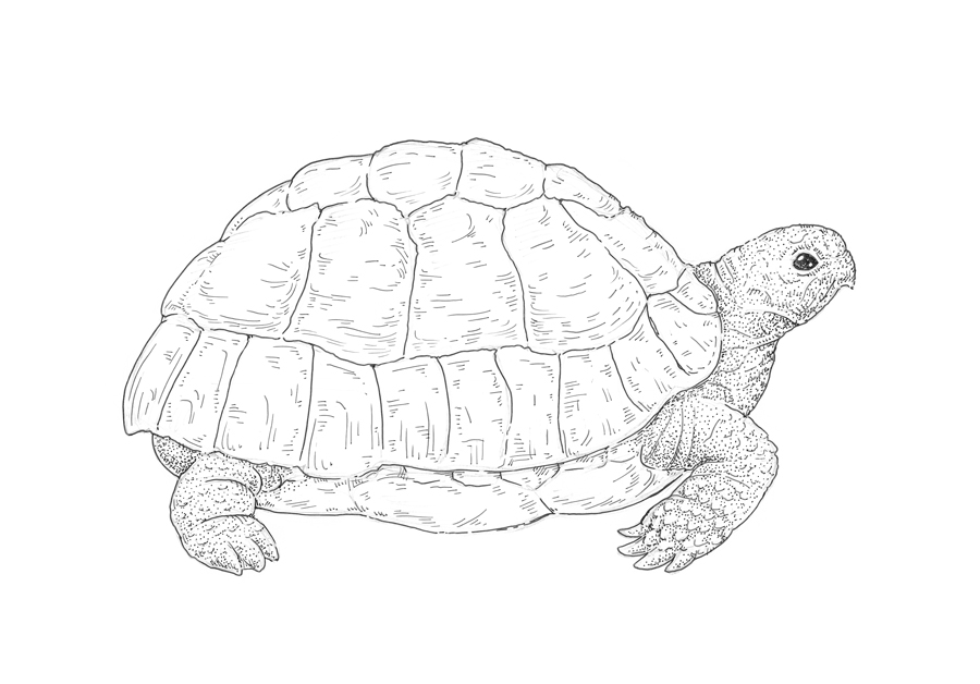 Turtle Shell Pattern Drawing at GetDrawings Free download