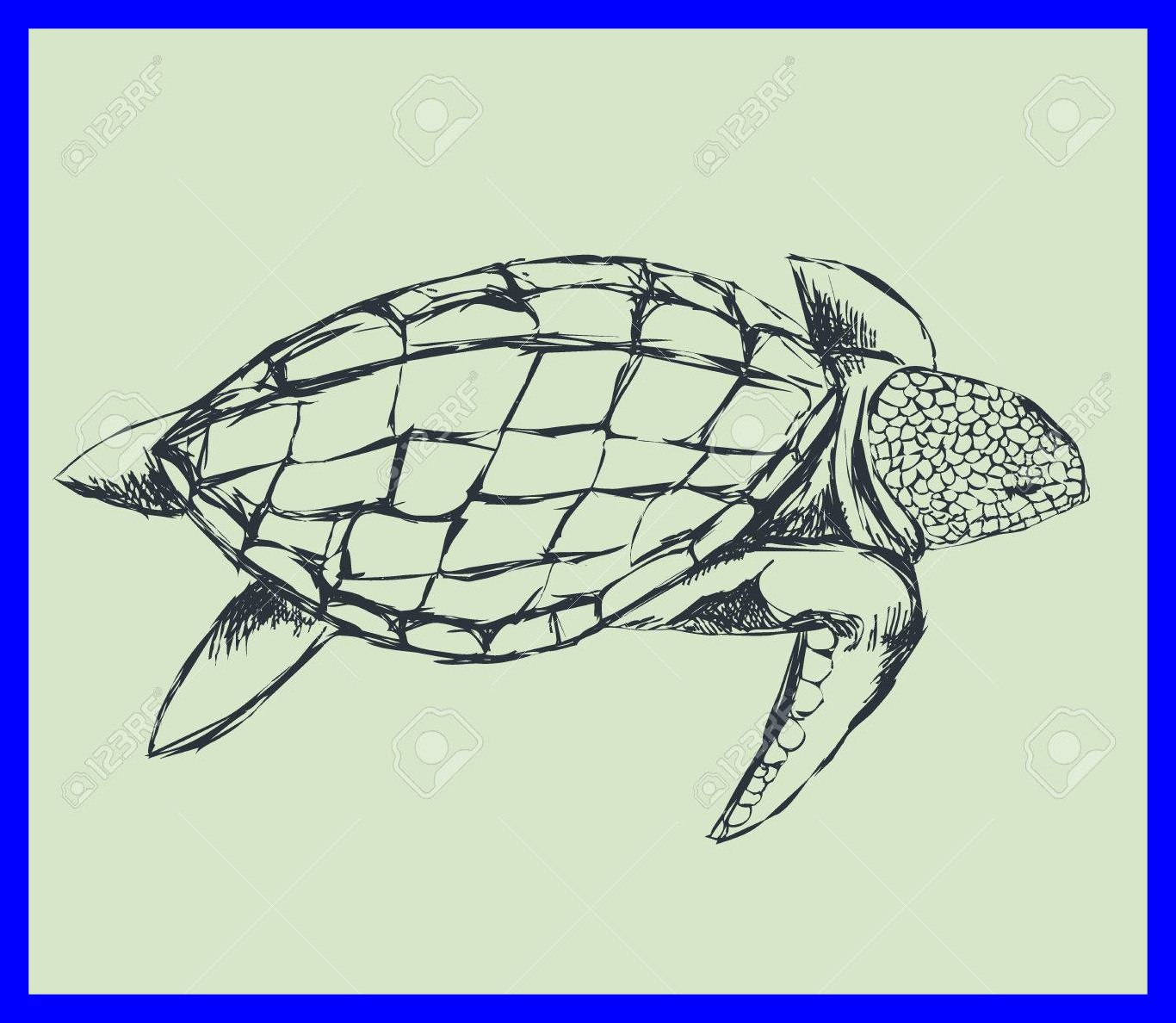 Turtle Swimming Drawing at GetDrawings Free download