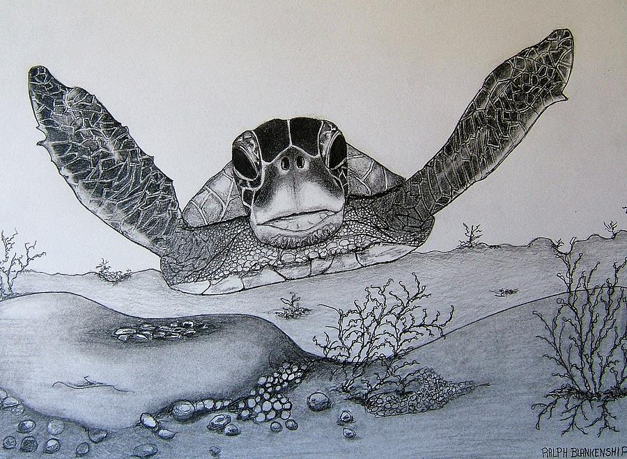 Turtle Swimming Drawing at GetDrawings Free download