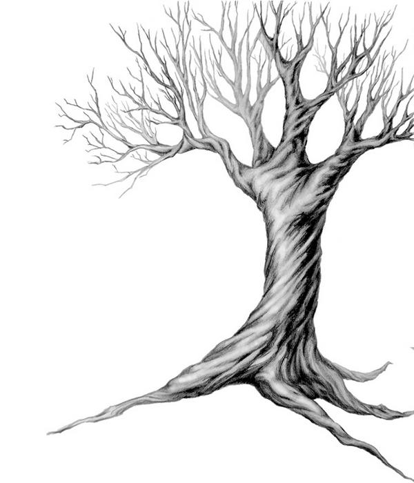 600x700 Collection Of Twisted Tree Drawing High Quality, Free.