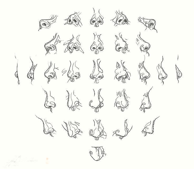 Types Of Noses Drawing at GetDrawings Free download