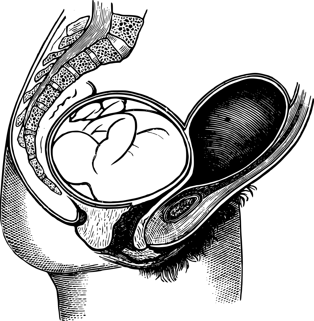 Uterus Drawing at GetDrawings | Free download