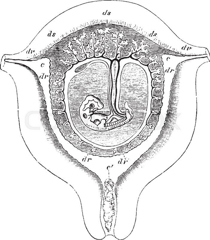 Uterus Drawing at GetDrawings | Free download