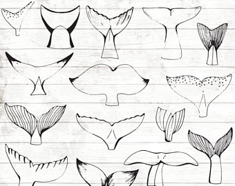 Whale Tail Drawing at GetDrawings | Free download