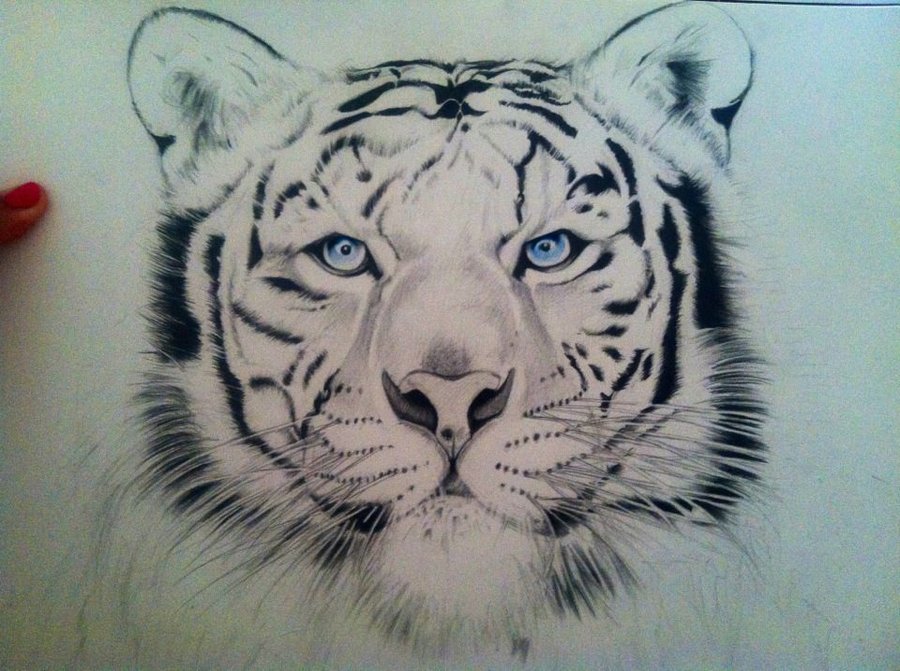 White Tiger Face Drawing at GetDrawings | Free download