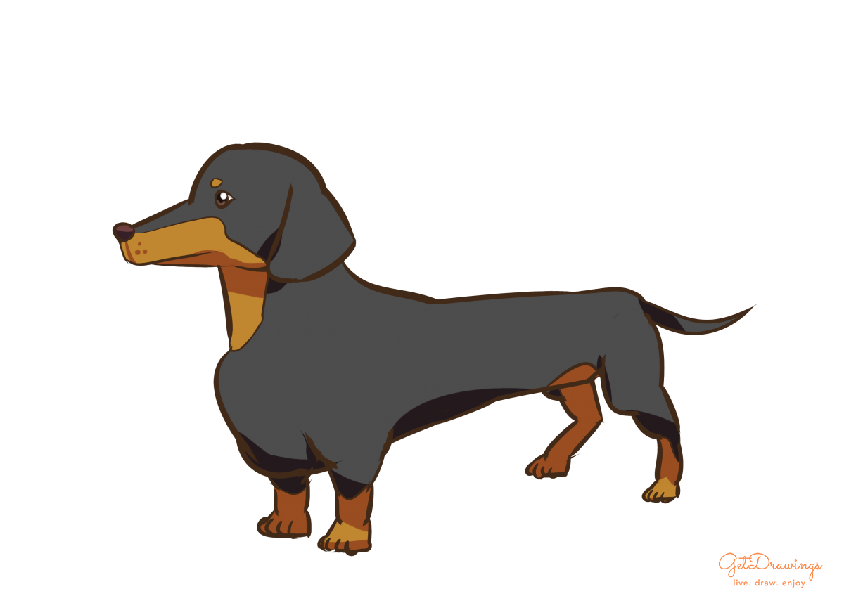 How to draw a Dachshund dog?