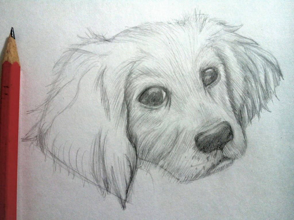 How to draw a Dog?