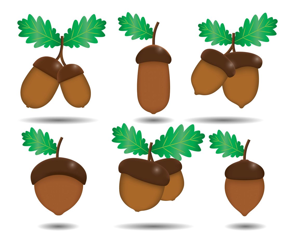 Acorn Vector At Getdrawings 