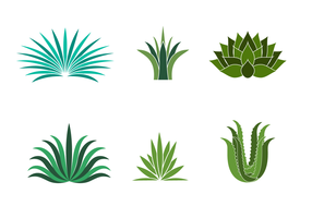 Agave Plant Vector at GetDrawings | Free download