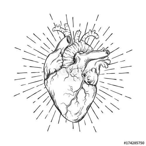 hand drawn anatomical heart