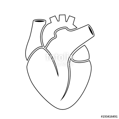 Anatomy Heart Vector at GetDrawings | Free download
