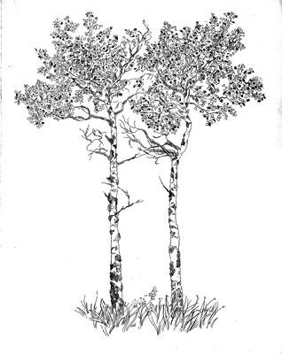 Aspen Tree Vector at GetDrawings | Free download