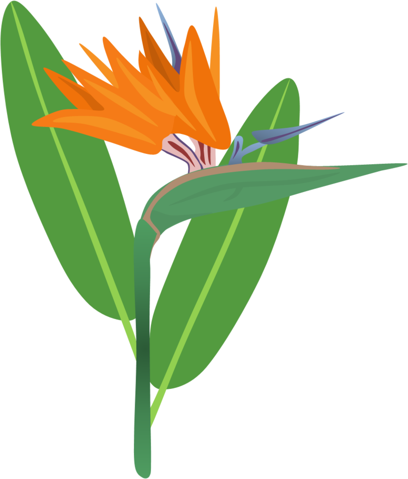 Bird Of Paradise Vector at GetDrawings | Free download