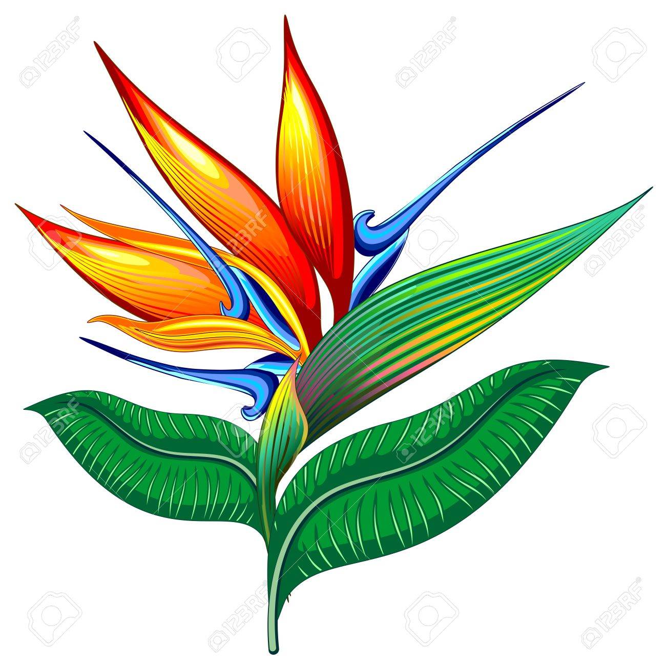 Bird Of Paradise Vector at GetDrawings | Free download