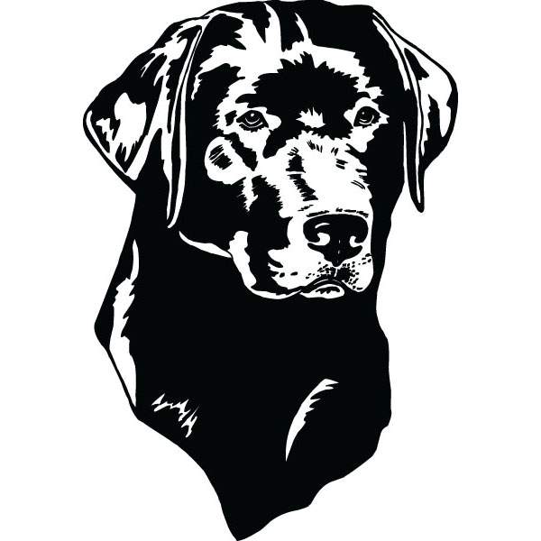 The best free Labrador vector images. Download from 64 free vectors of