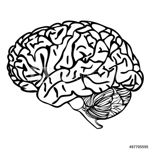 brain outline