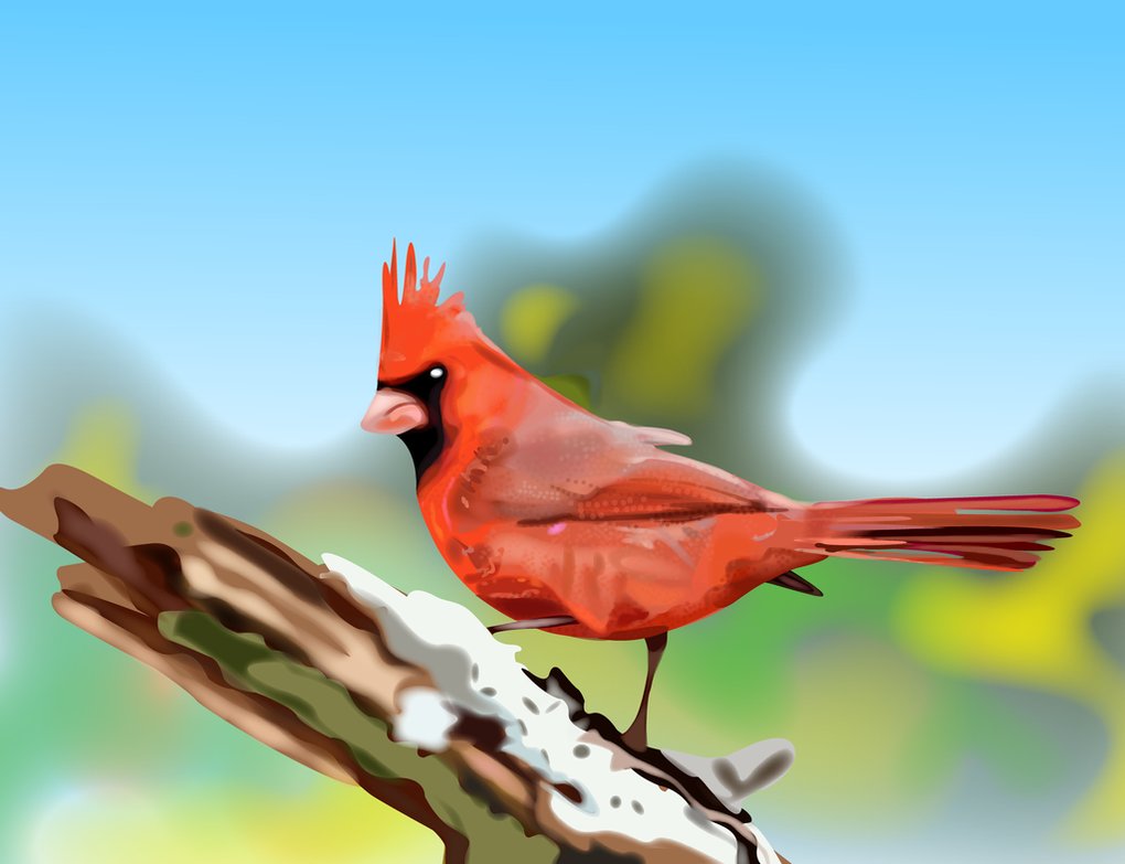 Cardinal Vector at GetDrawings | Free download